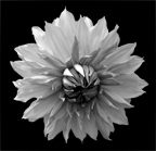 Black and White