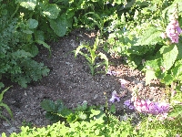 Strawberies and corn