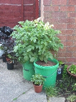 The trusty old buckets