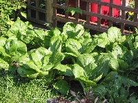Pak Choi