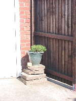 Lonely herbs