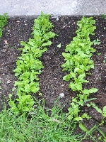 Lots more green